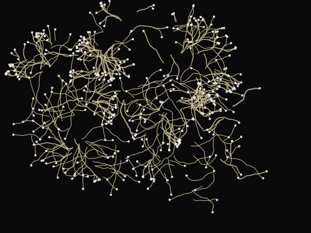 Mycelium Network
